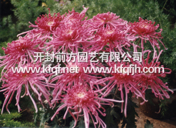 多頭菊之十二頭菊
